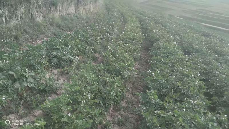 旱地高山土豆，青薯九号。旱地荞麦