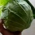 河南开扁包菜，大量供应加工厂，发往全国各地，产地代办多年