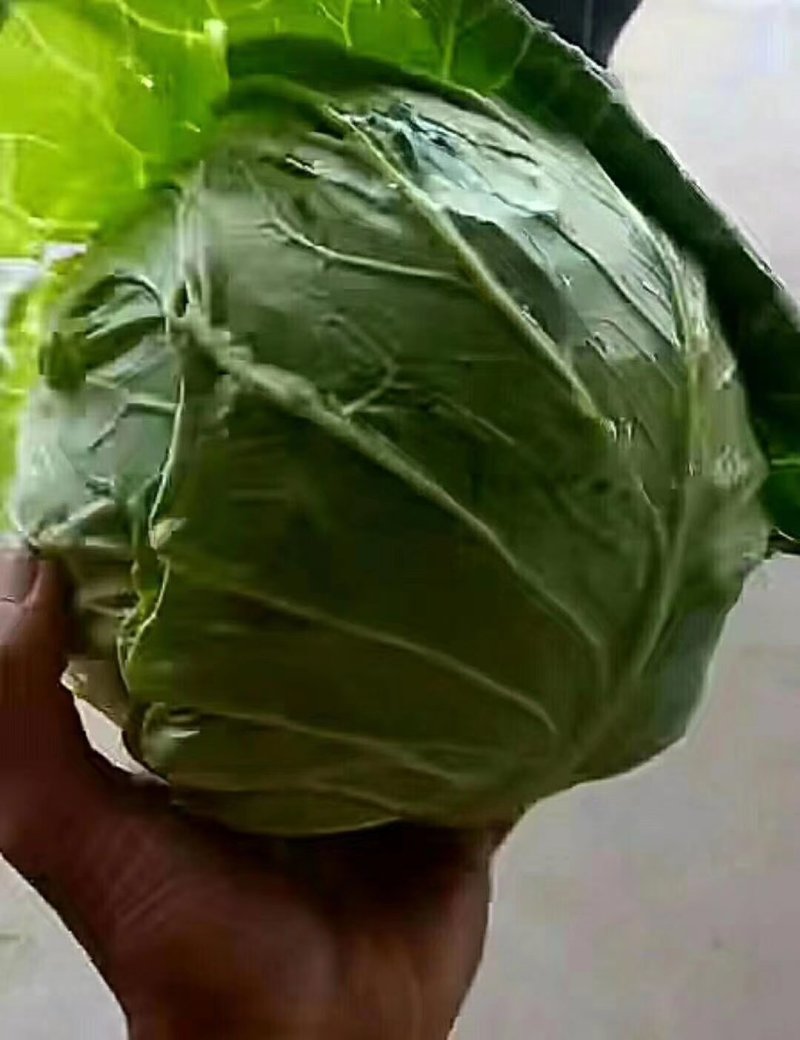 河南开扁包菜，大量供应加工厂，发往全国各地，产地代办多年
