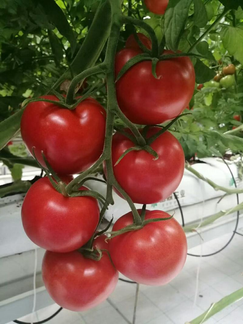 硬果大红西红柿供货量大专业代办，一手货源，欢迎选购