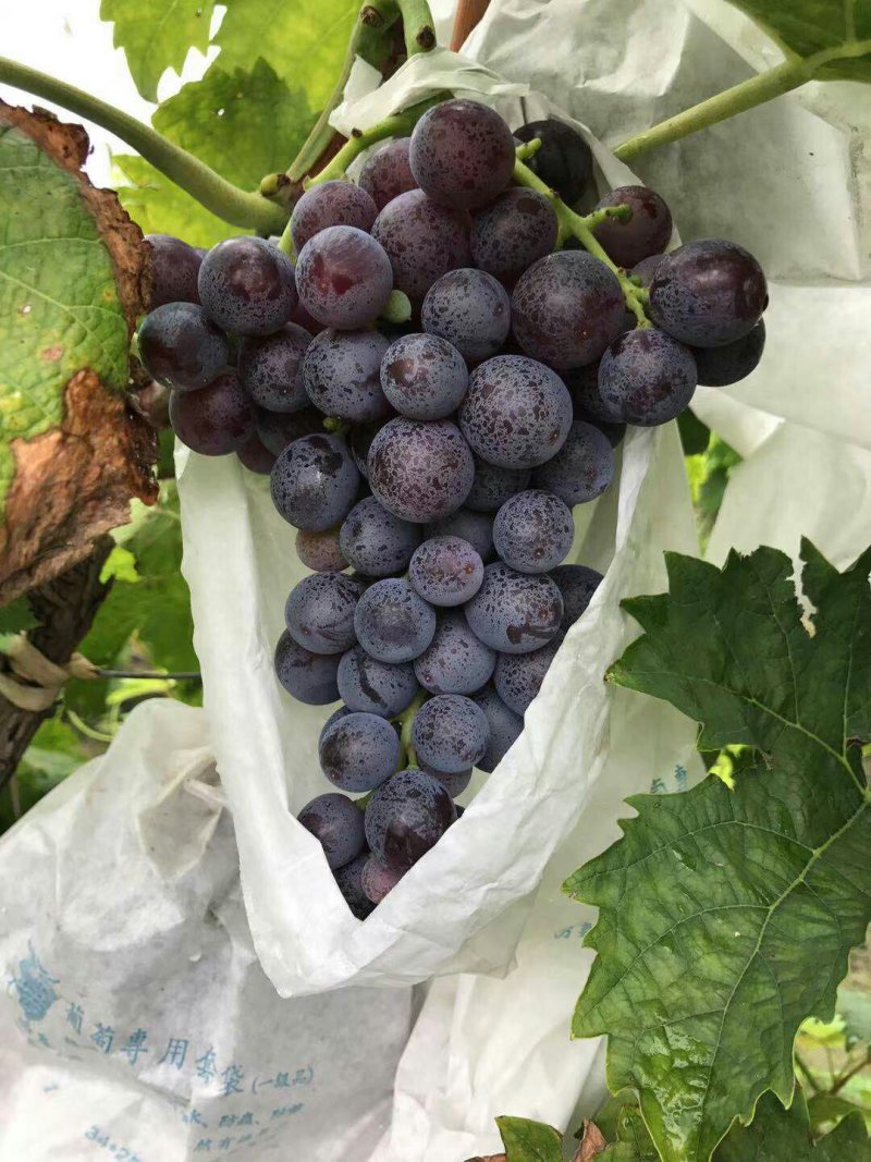 纯正茶淀玫瑰香葡萄