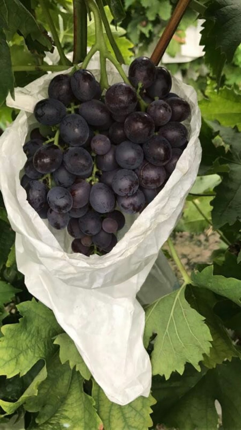 纯正茶淀玫瑰香葡萄