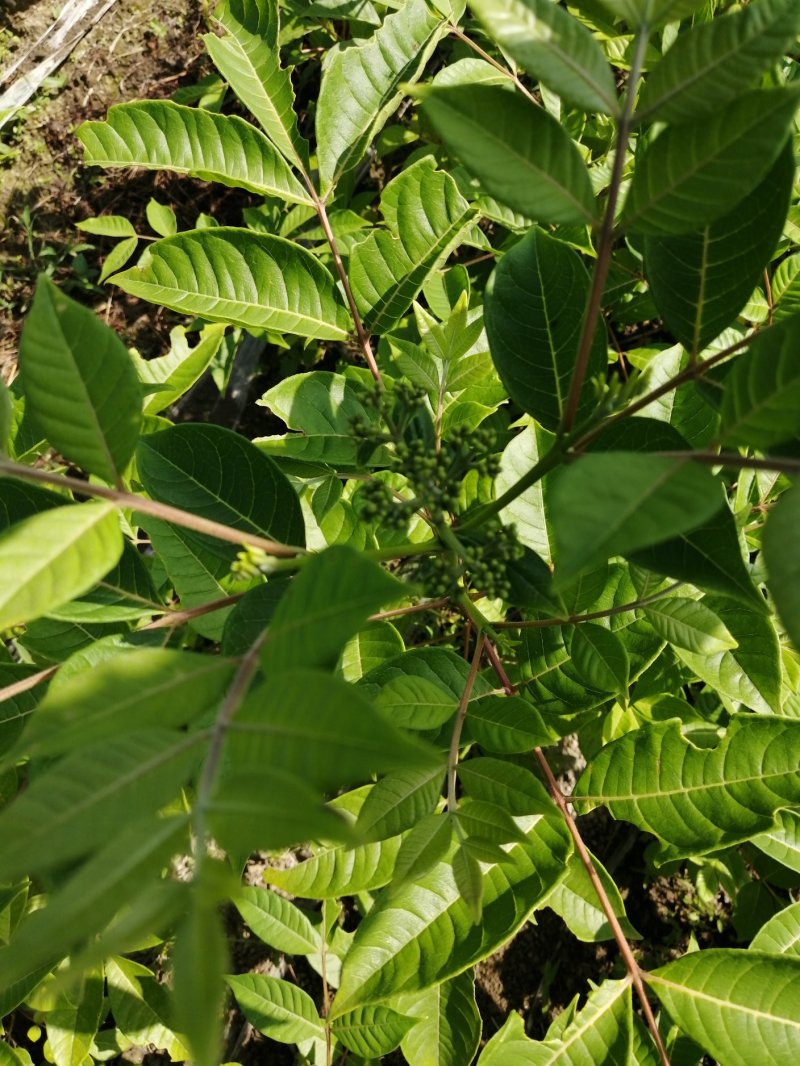 正宗中华吴茱萸苗