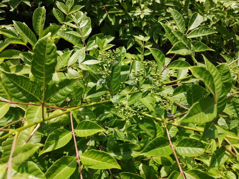 正宗中华吴茱萸苗
