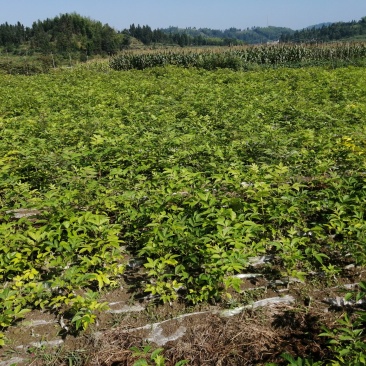正宗中华吴茱萸苗