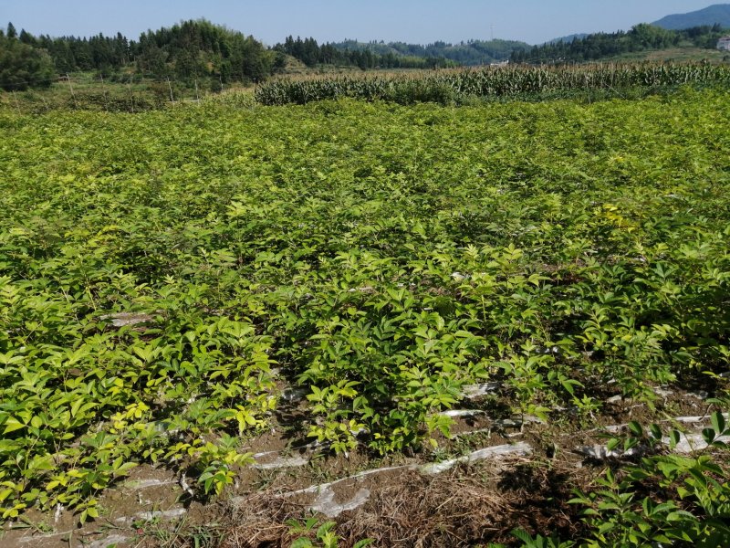 正宗中华吴茱萸苗