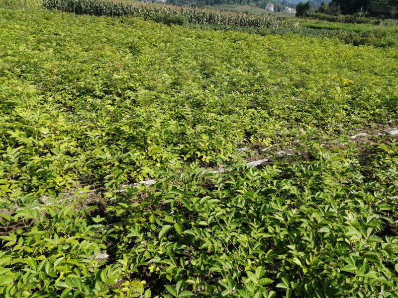 正宗中华吴茱萸苗