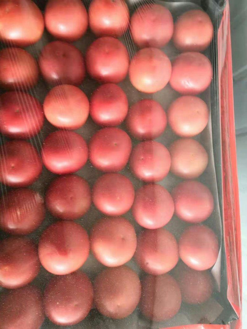 大量销售西红柿