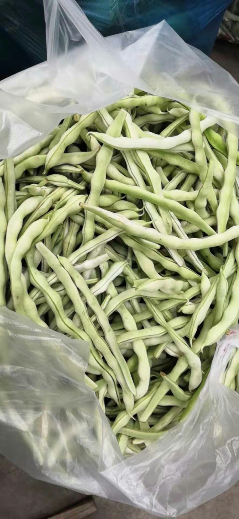 大量销售豆角