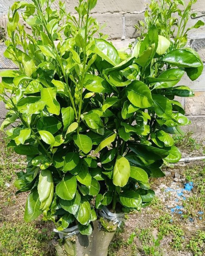 柑橘新品种苗（青美）