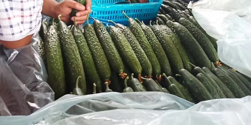 【优质】山东黄瓜大量上市中油亮密刺质优价廉，量大从优！