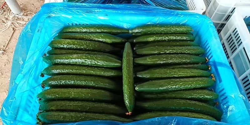 【优质】山东黄瓜大量上市中油亮密刺质优价廉，量大从优！