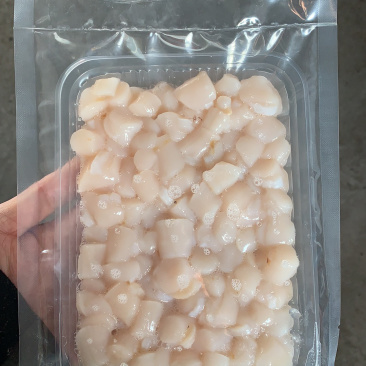 扇贝扇贝柱扇贝丁食用