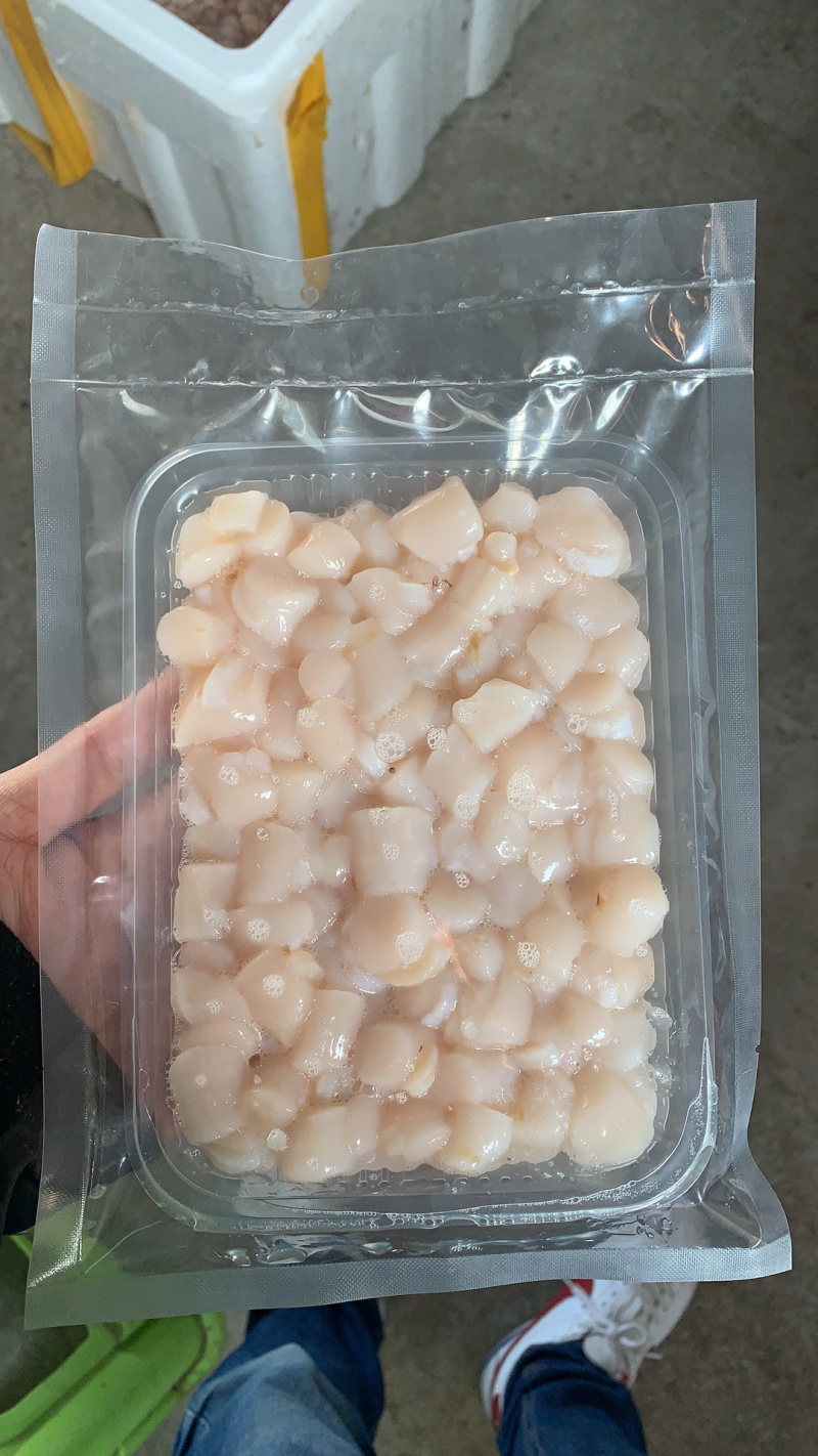 扇贝扇贝柱扇贝丁食用