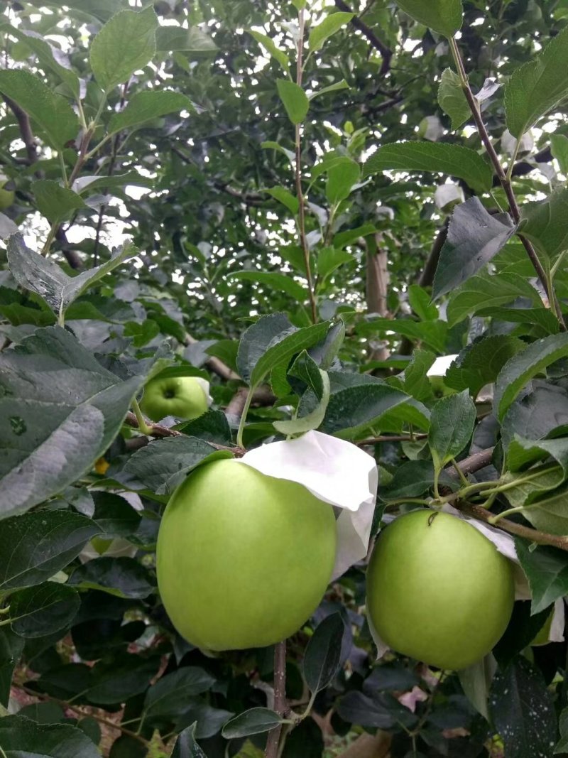 青苹果