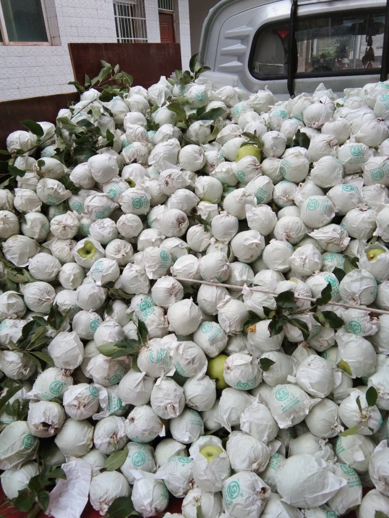 青苹果