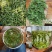 安吉白茶