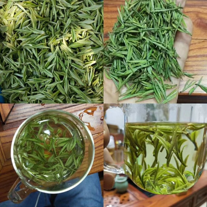 安吉白茶