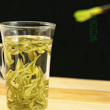 安吉白茶