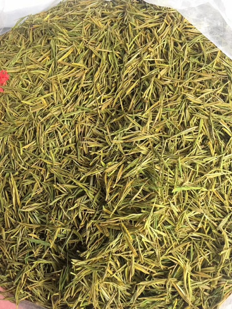 安吉白茶