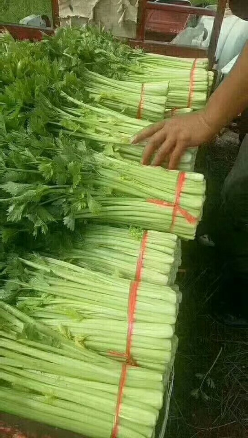 精品西芹，毛芹