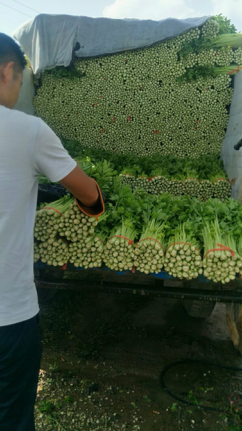 精品西芹，毛芹