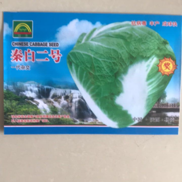 大白菜秦白二号白菜种子