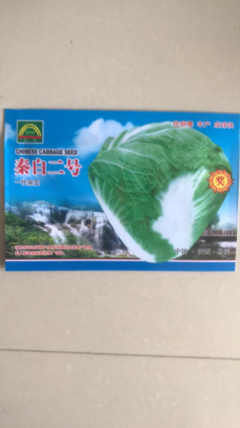 大白菜秦白二号白菜种子
