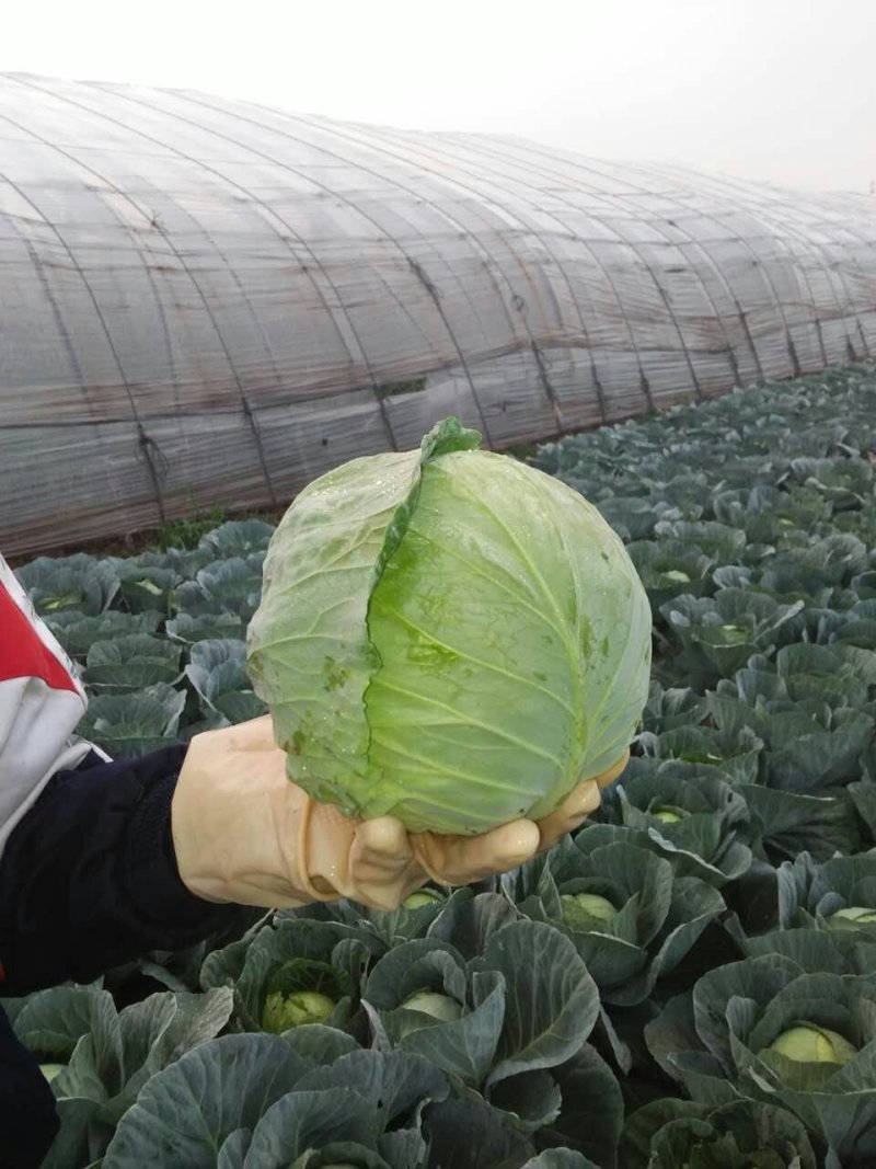 【甘蓝】山西中甘甘蓝圆包菜大量上市欢迎咨询