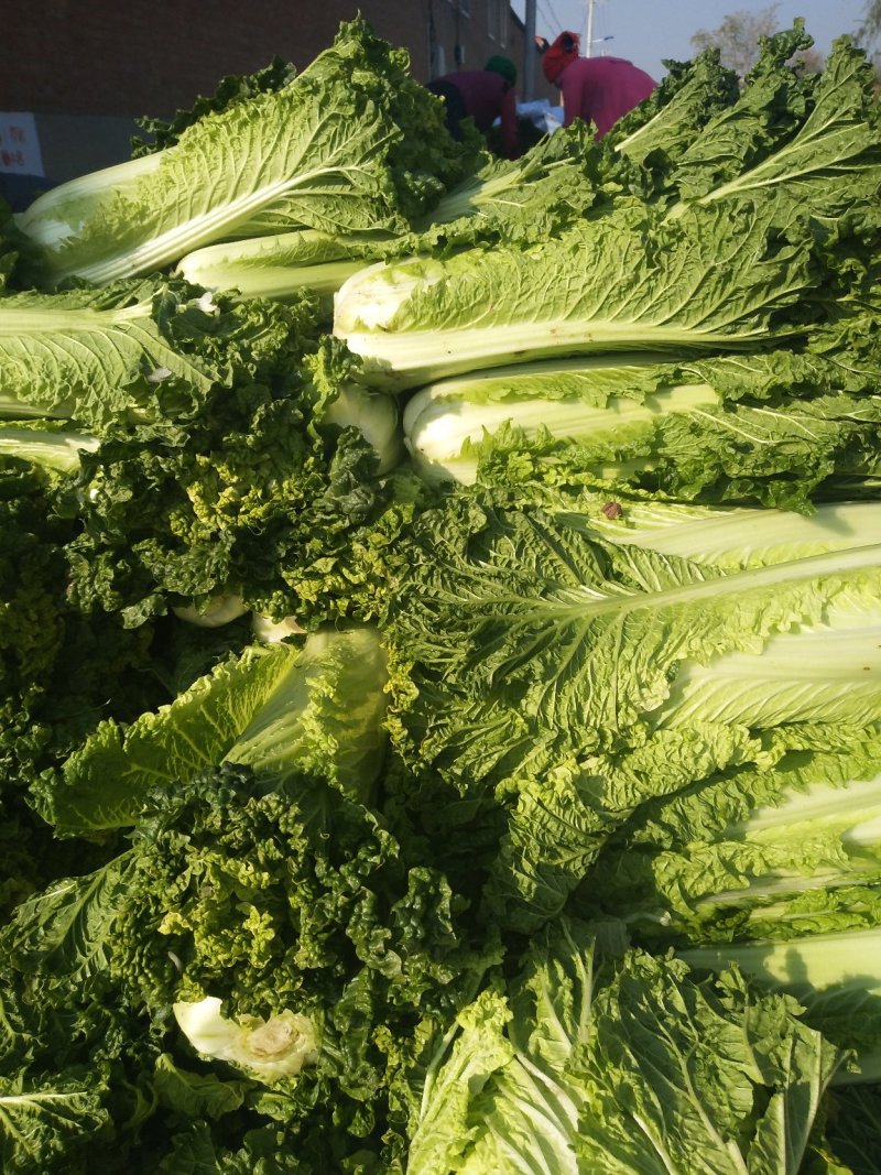 山西晋中6o白菜大量上市欢迎光临有天津绿