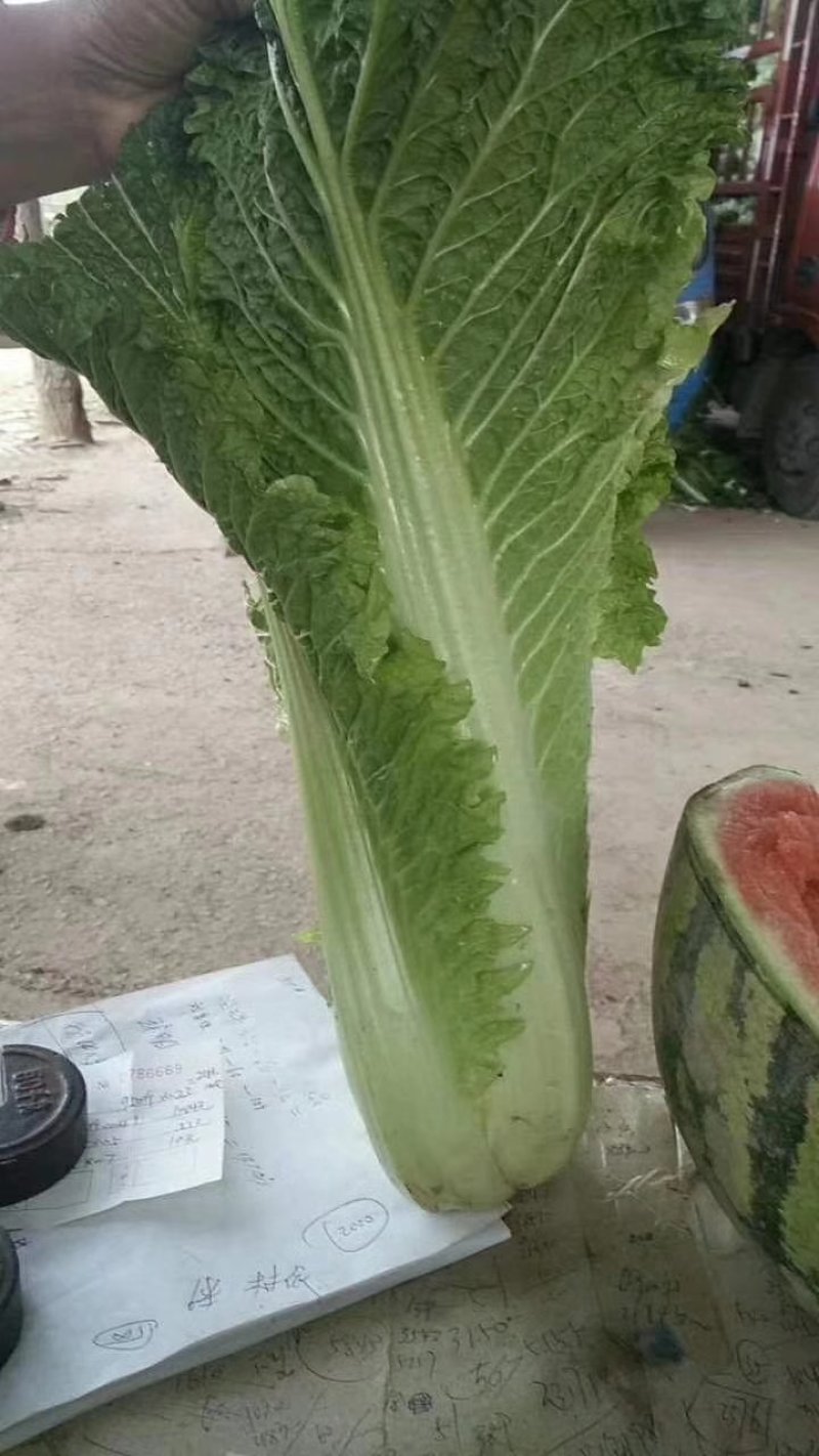 山西晋中6o白菜大量上市欢迎光临有天津绿