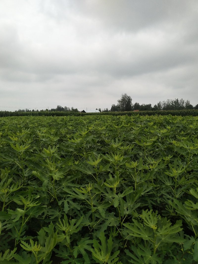 无花果苗波姬红无花果苗南北种植基地精选精心育苗