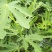 无花果苗波姬红无花果苗南北种植基地精选精心育苗