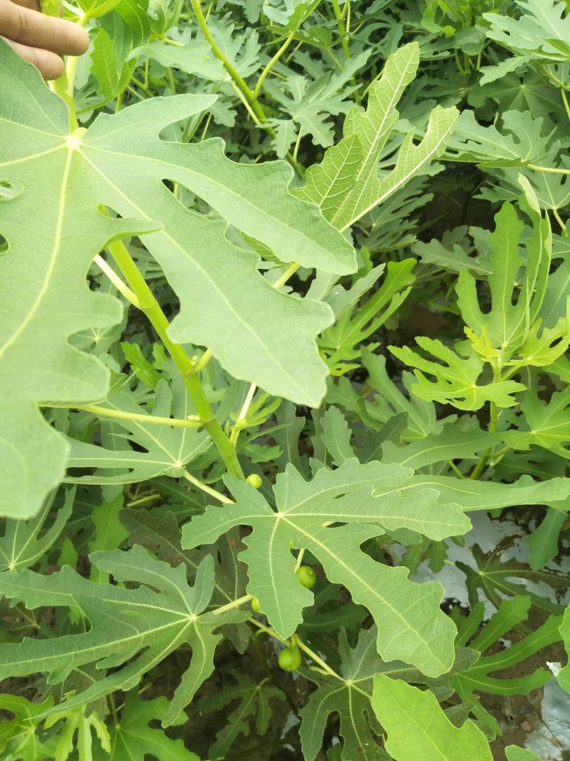 无花果苗波姬红无花果苗南北种植基地精选精心育苗