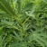 无花果苗波姬红无花果苗南北种植基地精选精心育苗