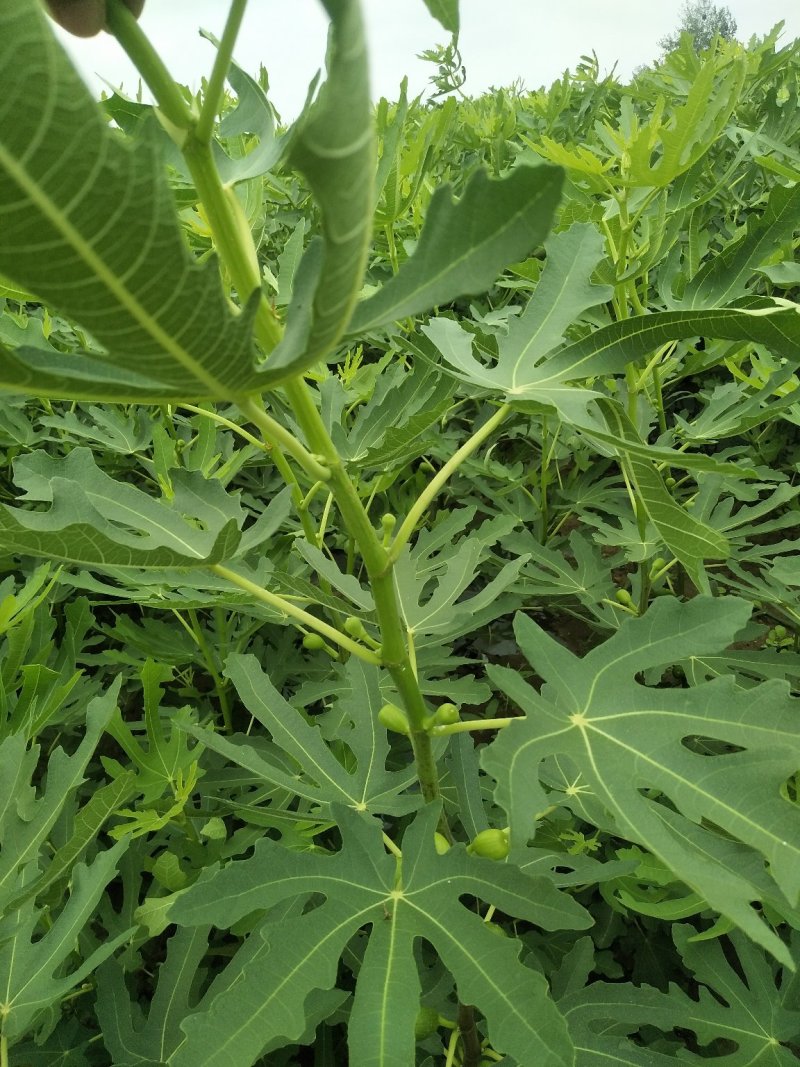 无花果苗波姬红无花果苗南北种植基地精选精心育苗
