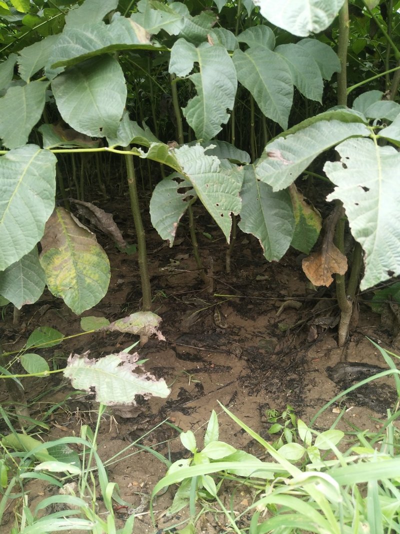 香玲核桃苗一手嫁接苗基地直发拒绝假苗实地考察签合同