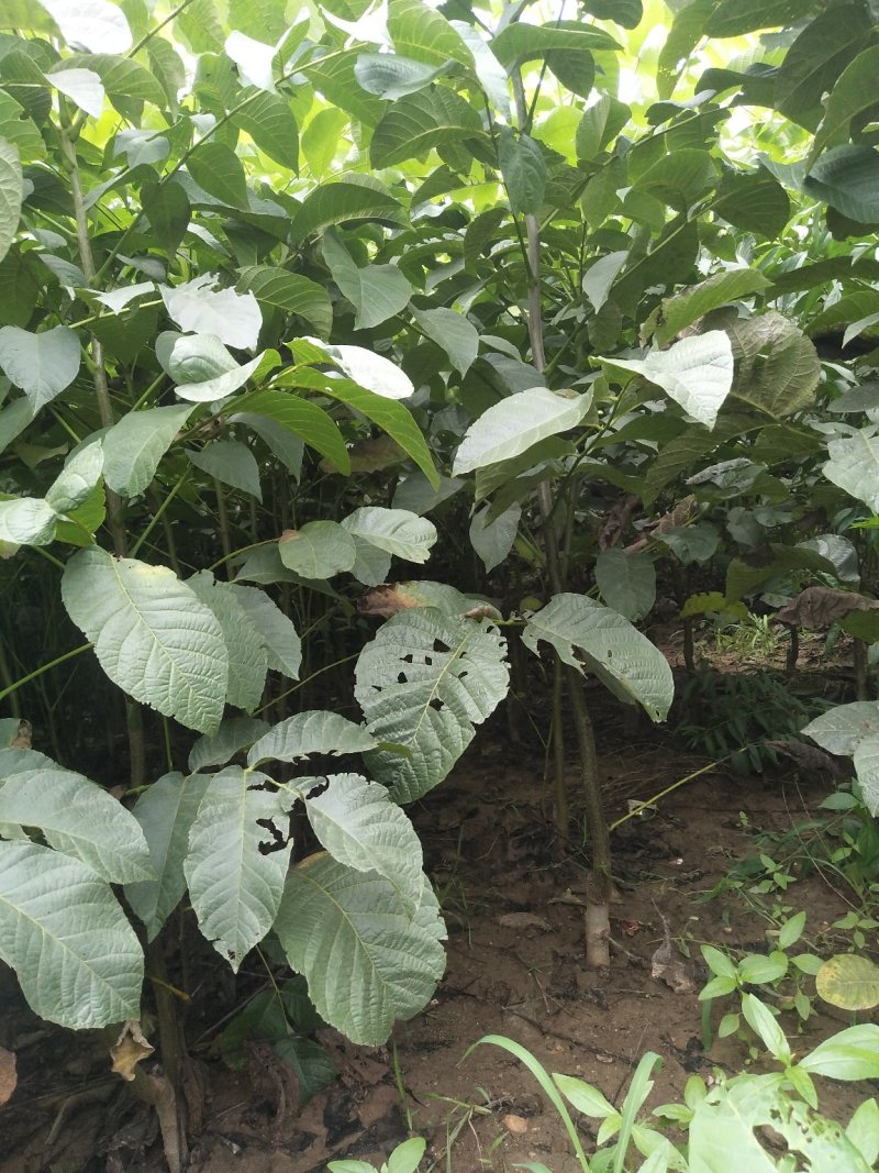 香玲核桃苗一手嫁接苗基地直发拒绝假苗实地考察签合同