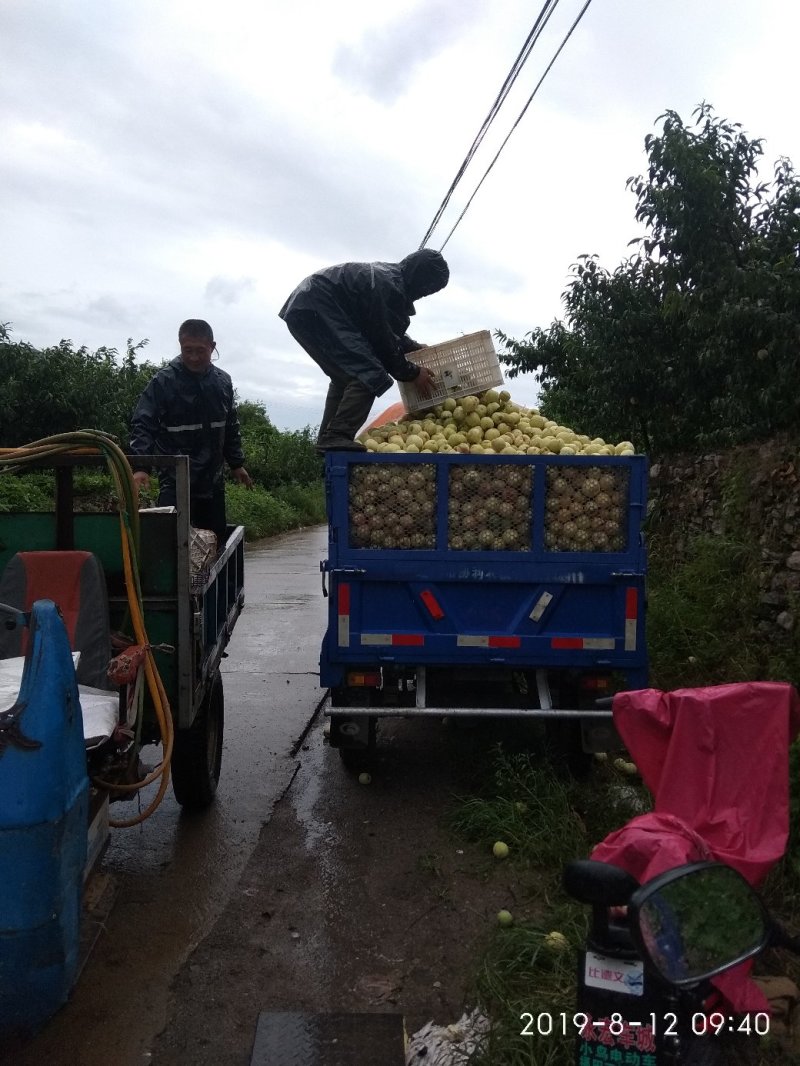 三丰罐头白桃3--4两以上肉硬，8--9月份供货
