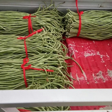 长豆角以大量市如有需要的请于我联系