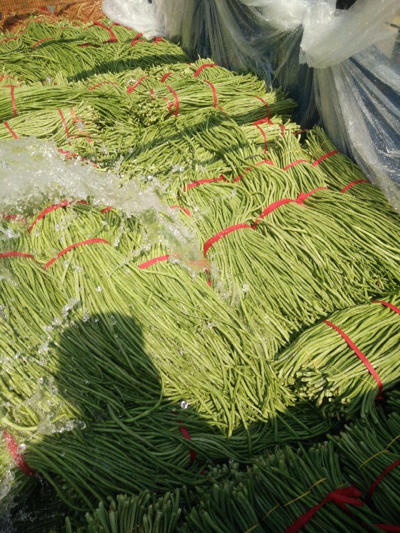 长豆角以大量市如有需要的请于我联系