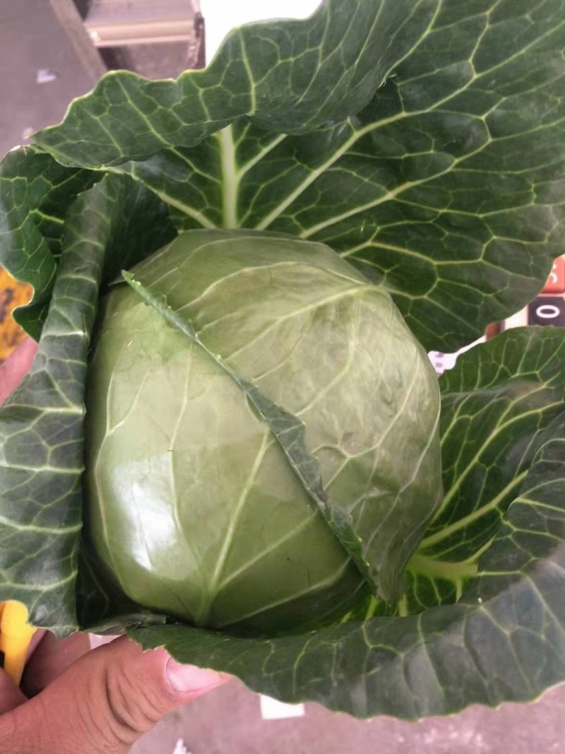 甘蓝圆包菜，全国发货一手货源，品质保证！产地直销