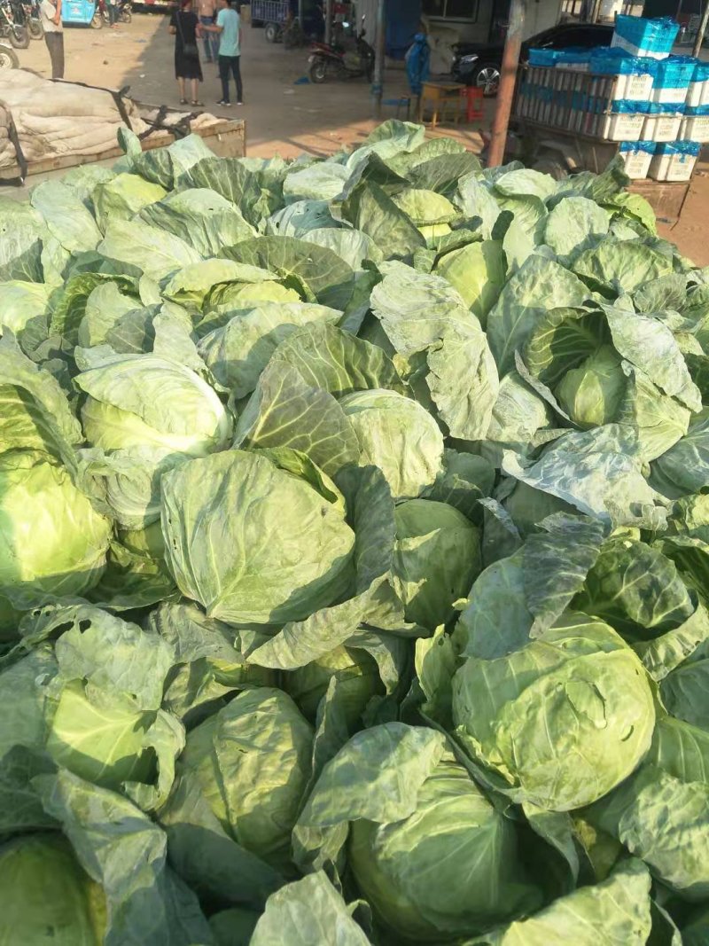 甘蓝圆包菜，全国发货一手货源，品质保证！产地直销