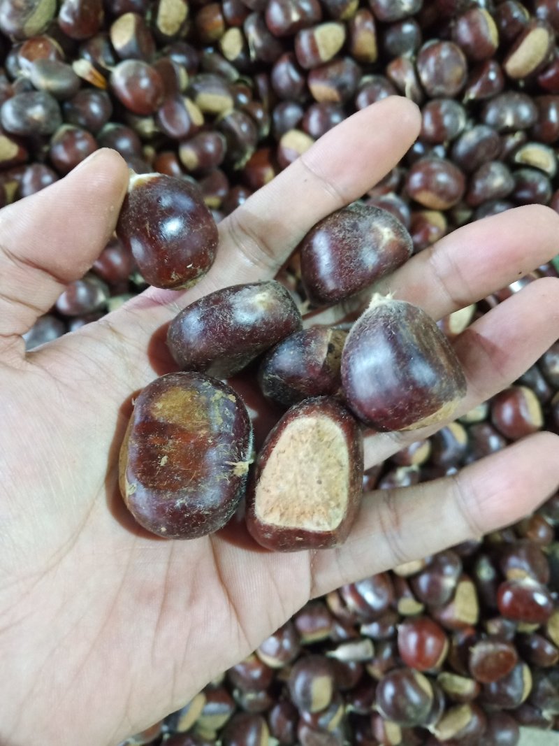 板栗，诚信经营