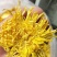 金丝黄菊茶