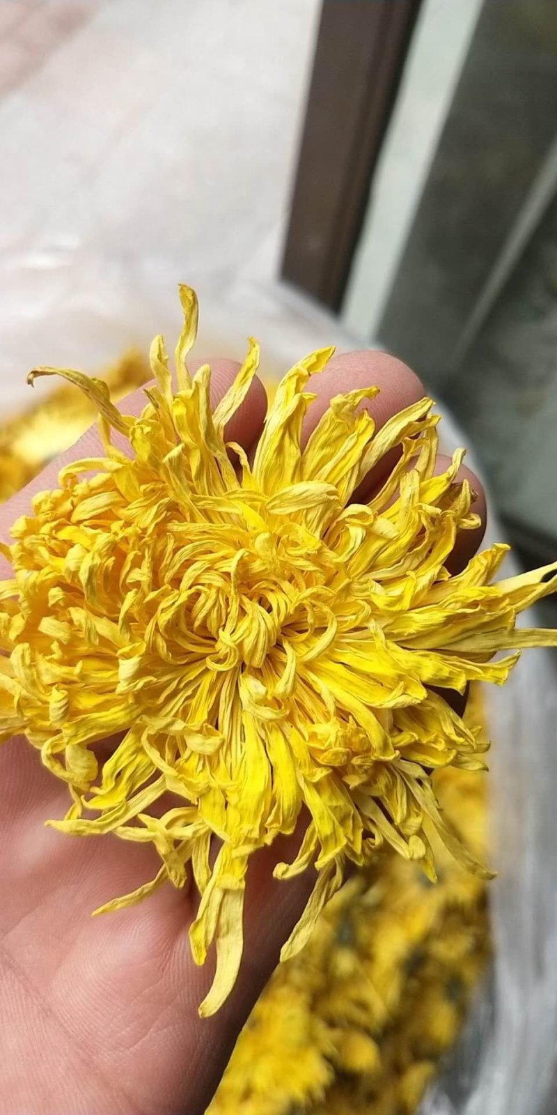 金丝黄菊茶
