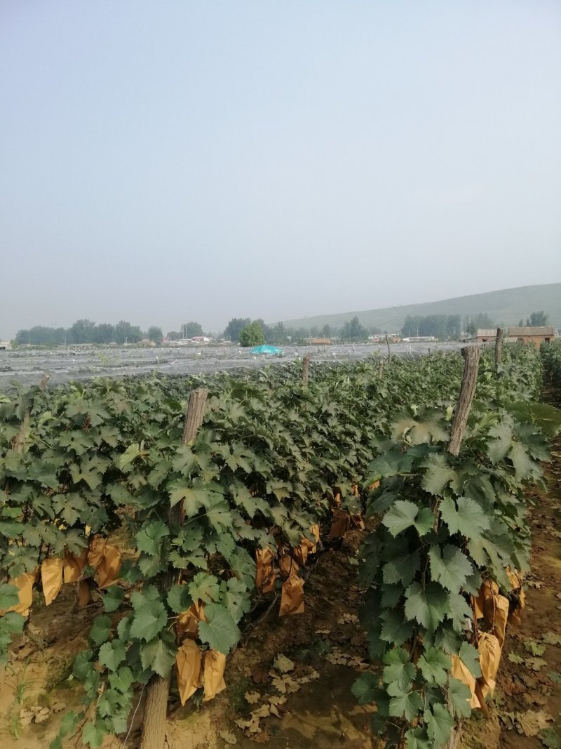 优质巨峰，色美味甜，大量上市，产地直供，服务到位。