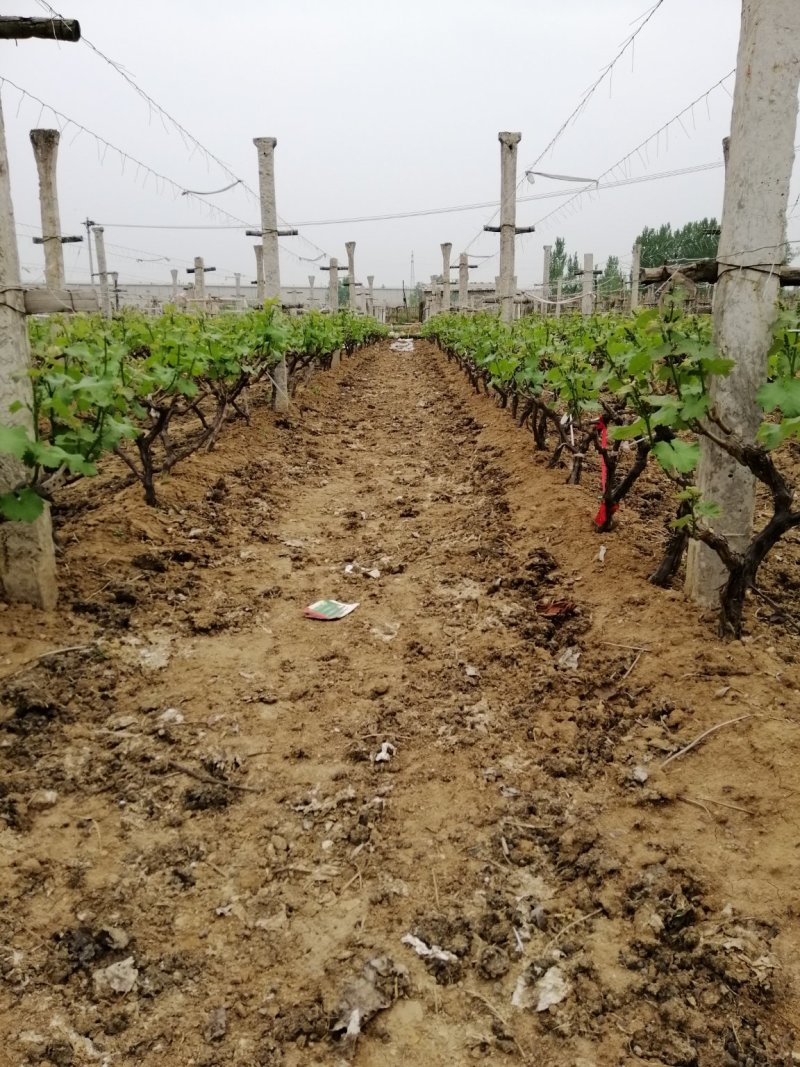 优质巨峰，色美味甜，大量上市，产地直供，服务到位。