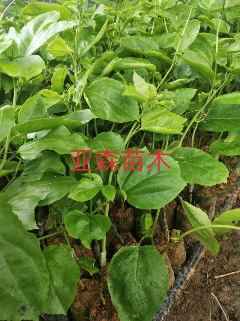 黄金百香果嫁接苗