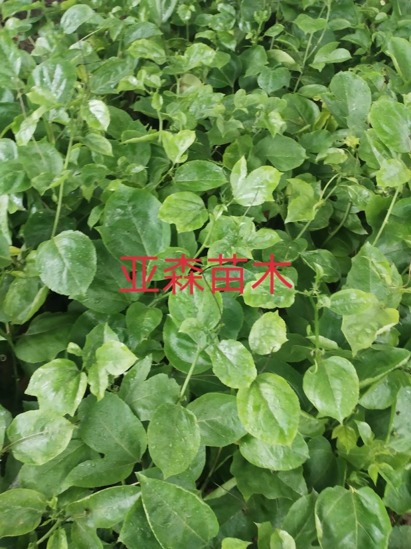 黄金百香果嫁接苗